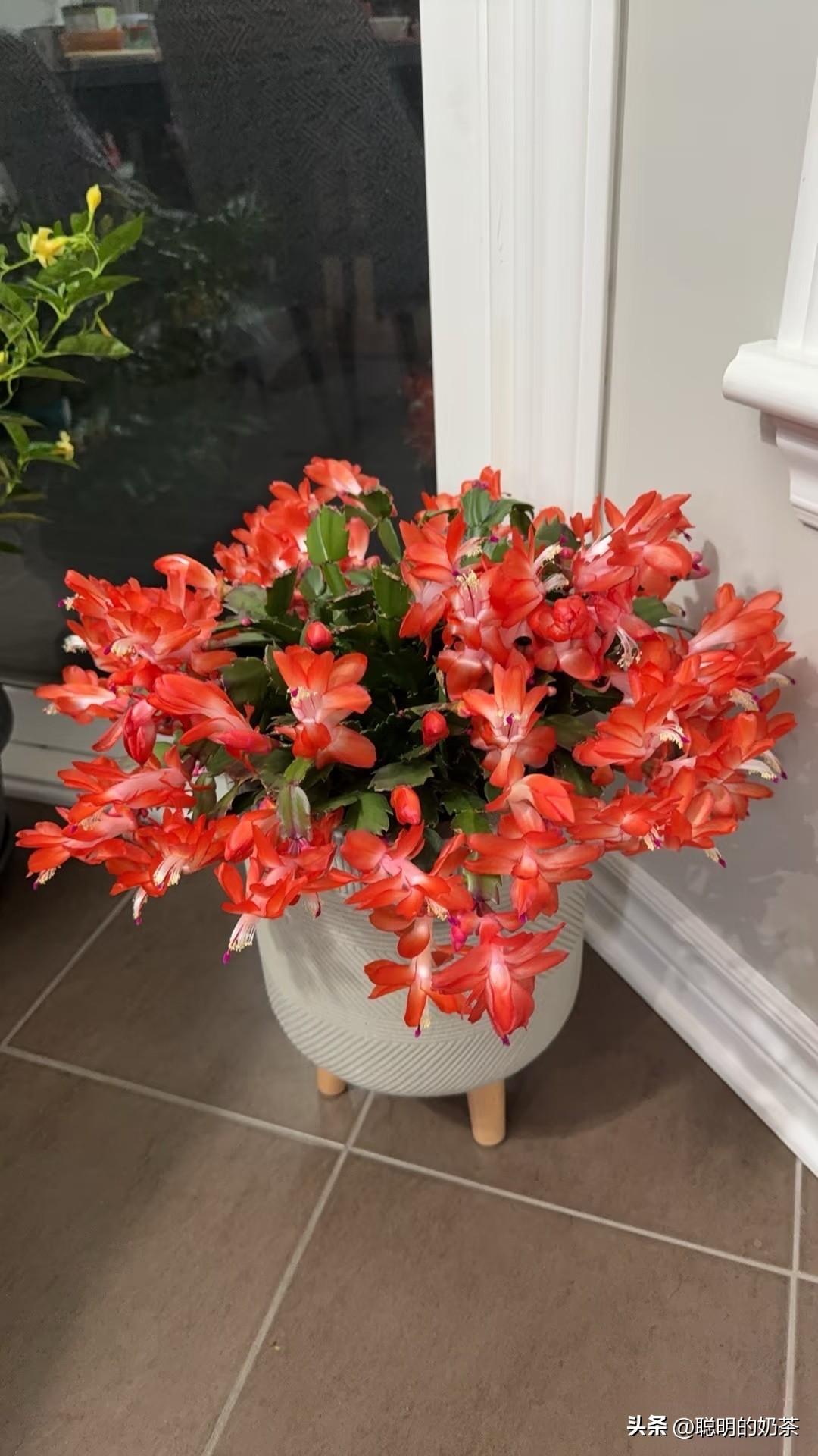 分享一张随手拍的花。自家蟹爪兰开的真茂盛