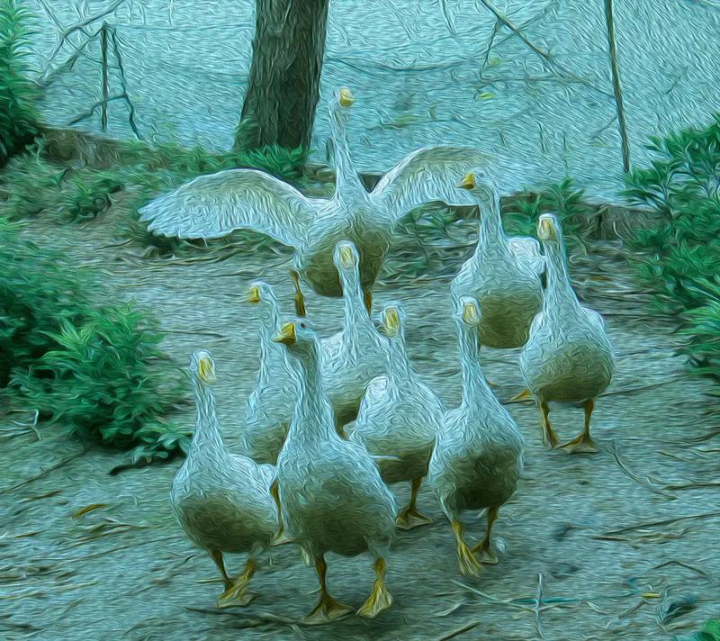 “千里送鹅毛，礼轻情意重”这一典故十分有趣。唐朝时期，云南的一位少数民族首领派遣