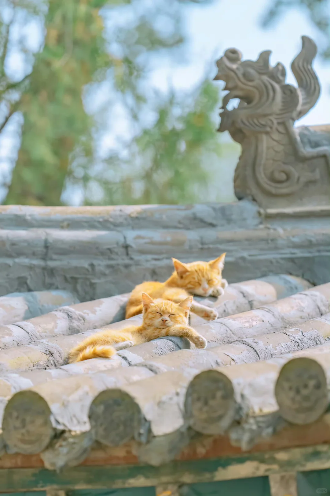 困意陷进瓦缝里，可爱的犯困猫