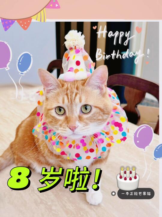 让我们祝老猫！生日快乐！