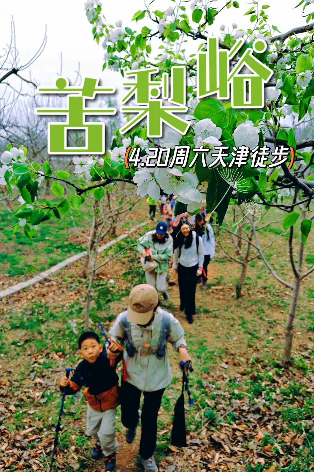 天津每周一山招募 |四月苦梨峪徒步赏梨花