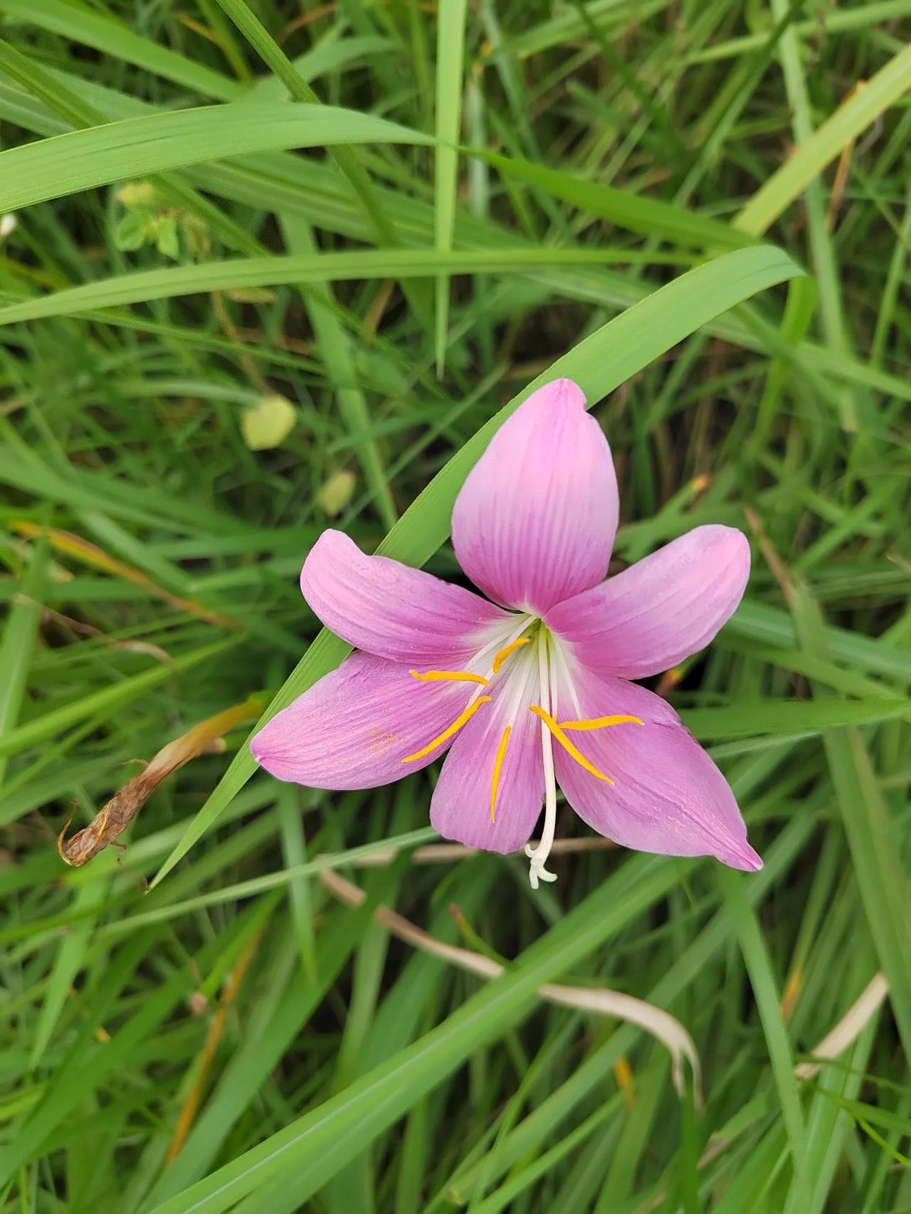 #上联：风吹东南西北，求下联#花开粉紫橙红。