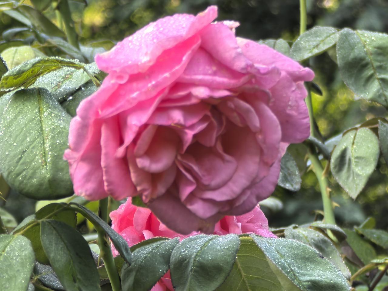 雨洗花更艳

[玫瑰][心][玫瑰]

当乌云散去，阳光重新抚摸大地，那些挂着水