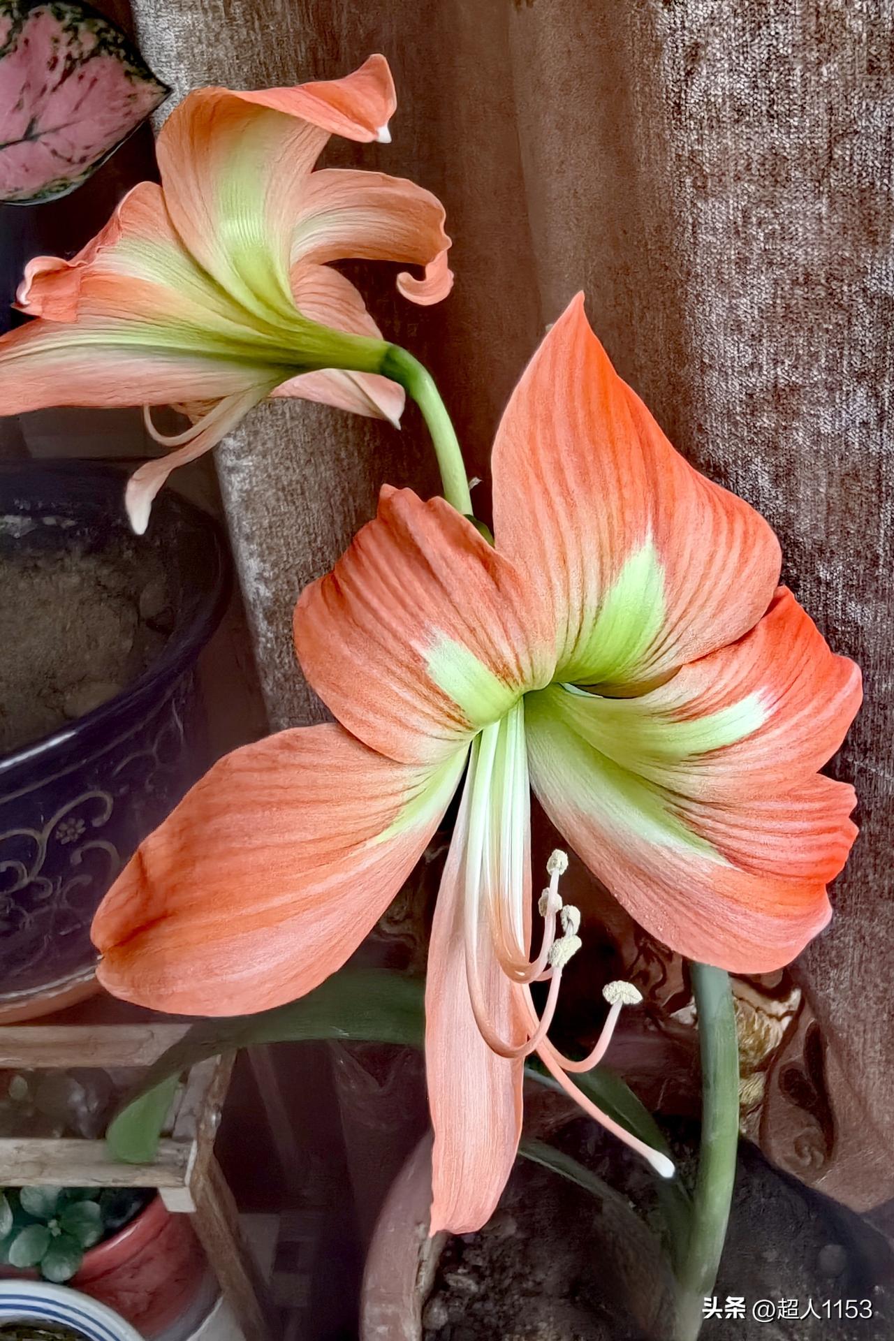 为这个冬日又添彩，
家里的竹顶红又开了。

这次只开了一盆，
粉桔的颜色很漂亮。