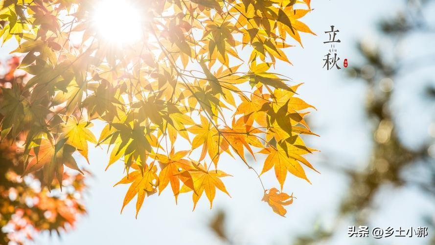 立秋出三象，遍地起坟头，明日立秋，指哪三象？看老祖宗咋说
 
秋风吹雨过南楼，一