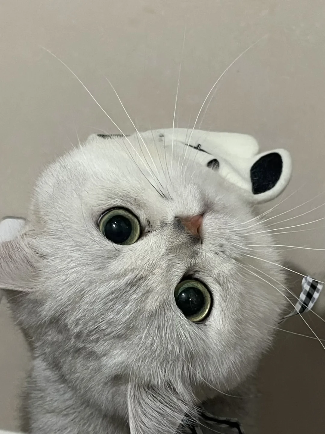 猫猫头🐈