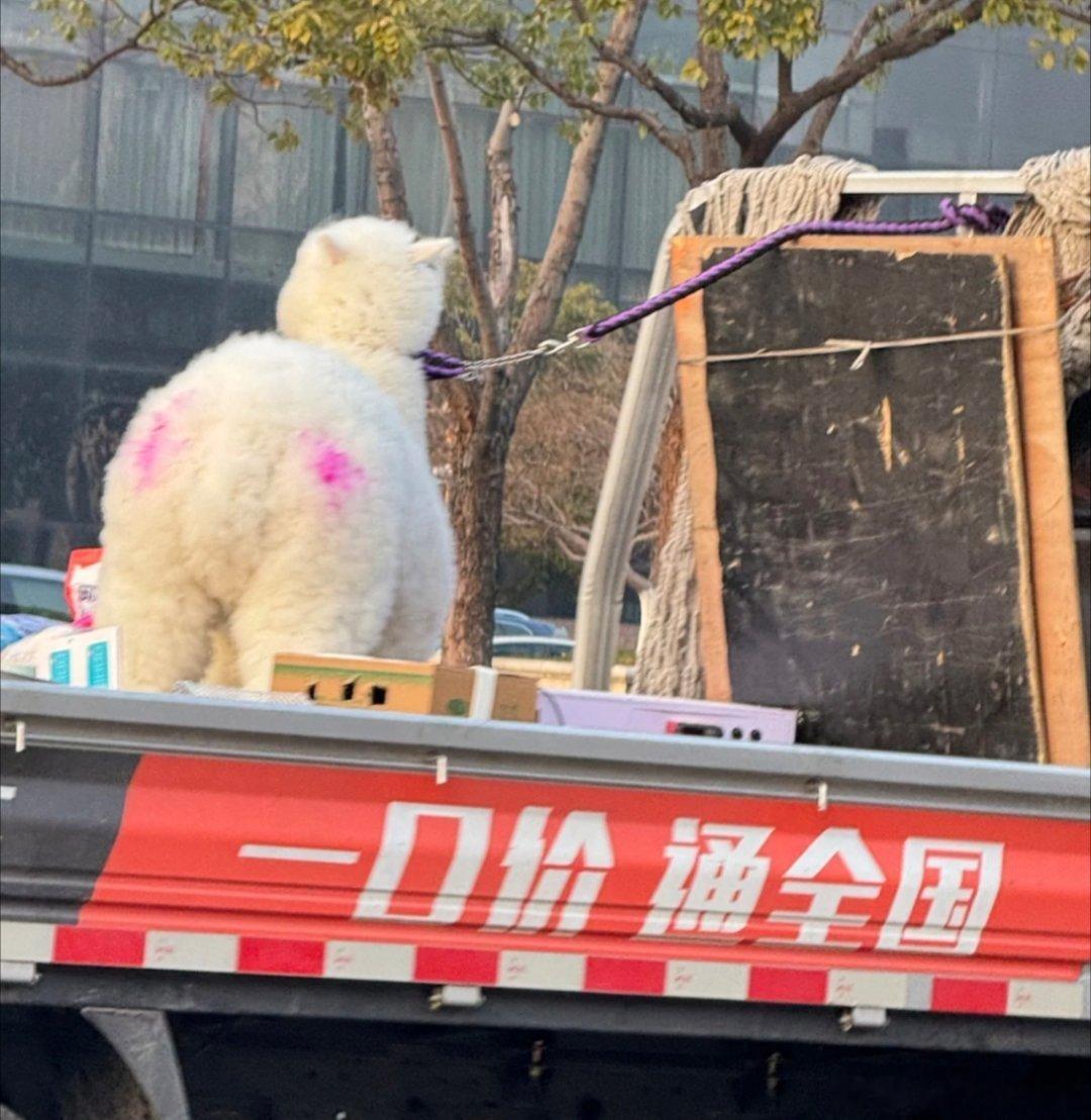 滤镜同款羊驼评论区《橙橙一屁股把火龙果做成两半了》《夫人爱吃苹果，所以把火龙果坐