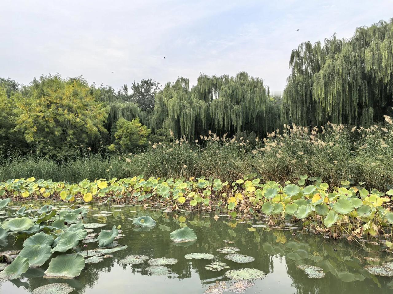 #随手拍一张秋天的美景#柳荫，莲叶，碧水；秋水长天，中国尊！