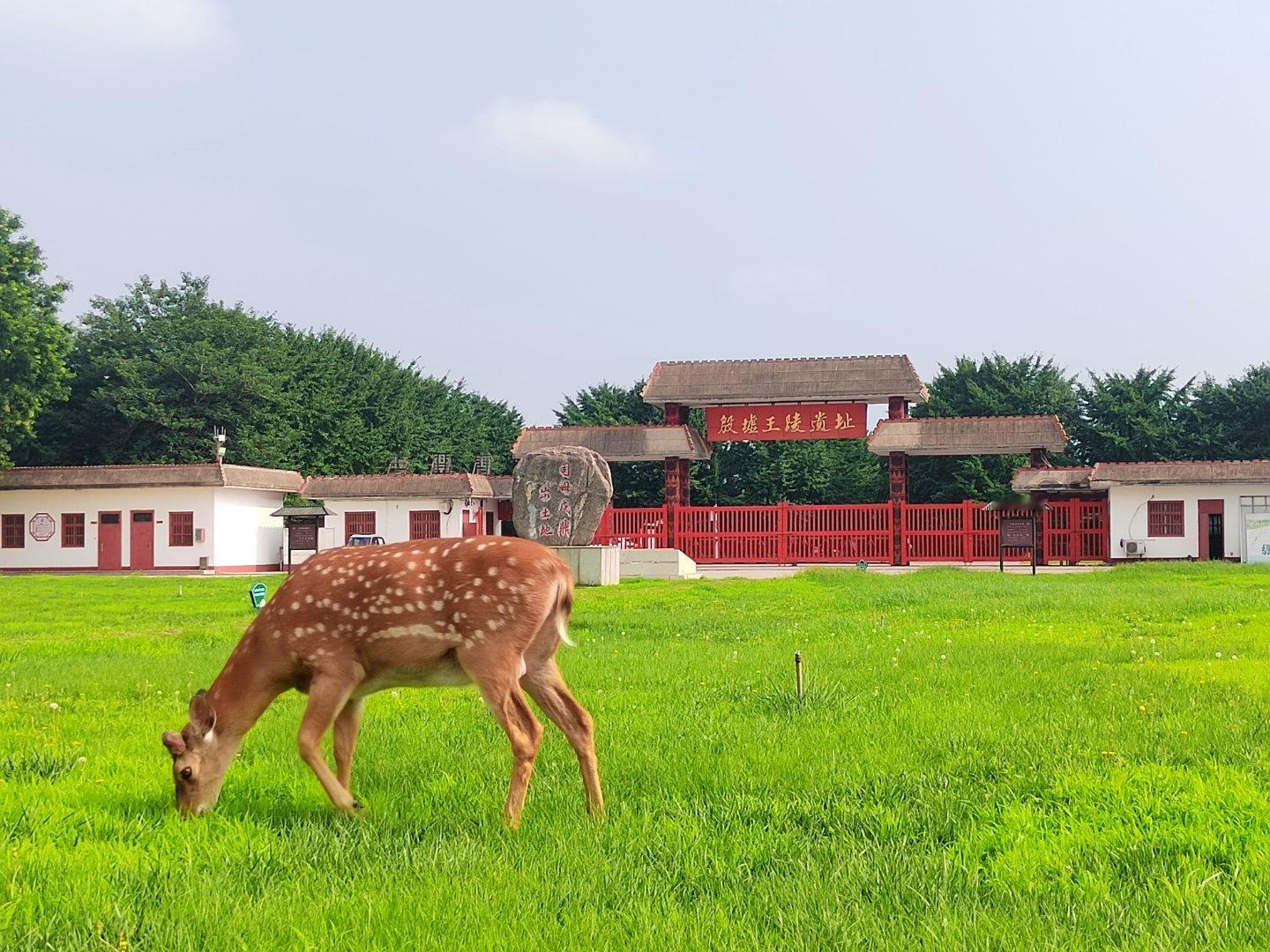 小鹿自在踱步的地下，是沉睡三千年的殷商王朝。  ​​​