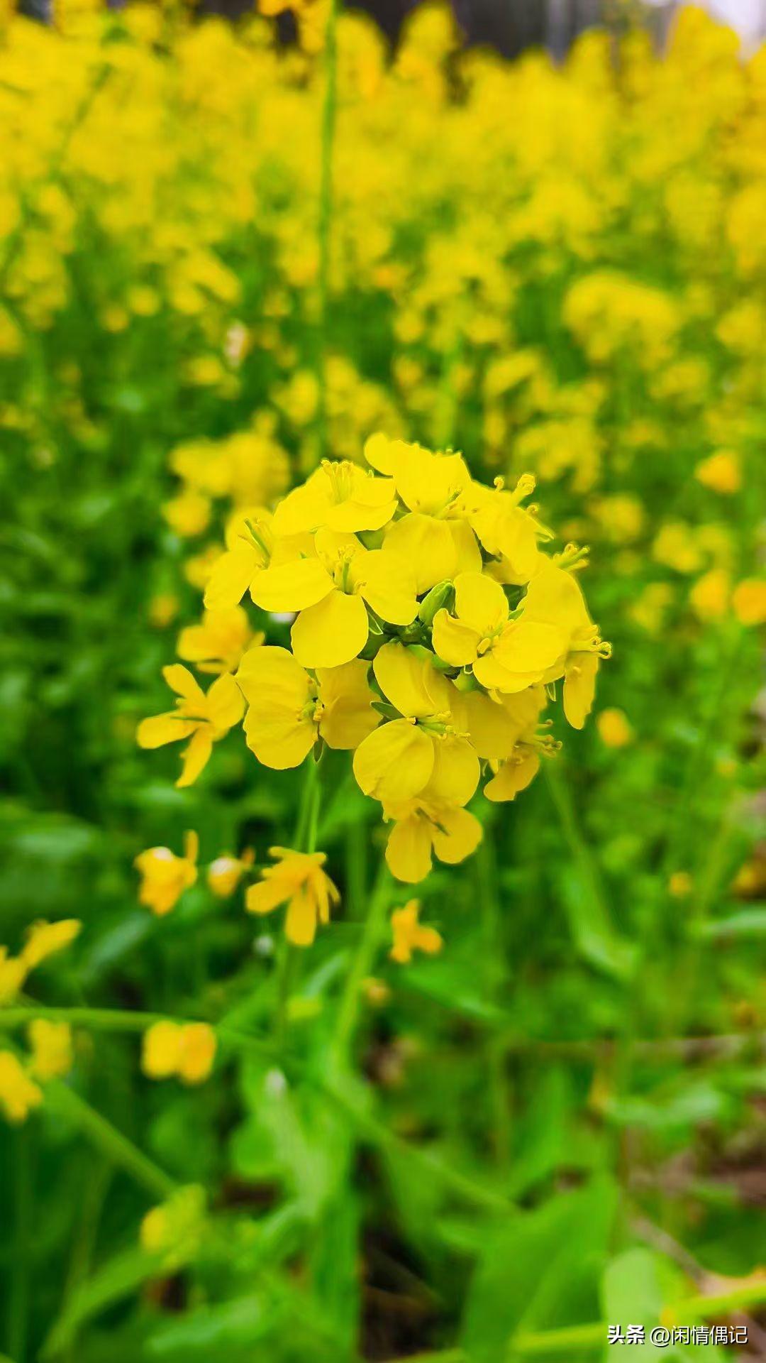 为什么很多人喜欢成熟的女性
 
很多人偏爱成熟女性，真不是只看长相，更多是心里觉