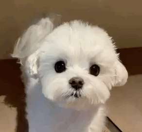 别家都提前预告的，为啥虾家啥也没有，有什么消息都是爬爬甜着脸到处打听，这样对粉丝