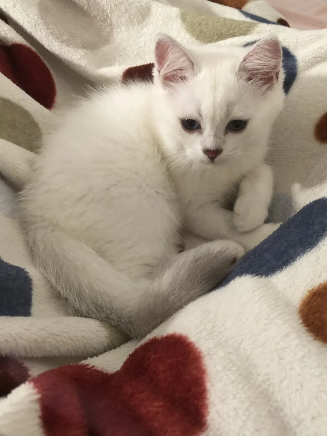 养到丑小猫先别扔，三岁就变小靓仔啦