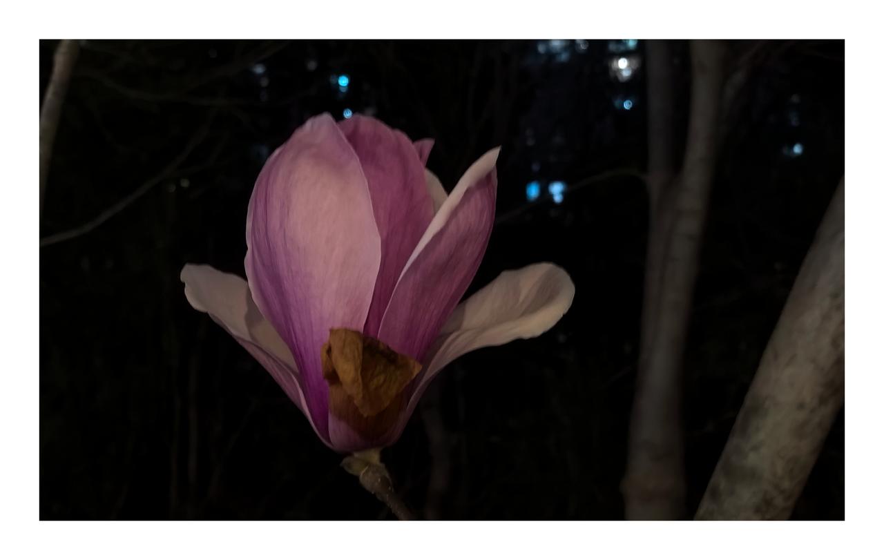 夜幕中的玉兰花