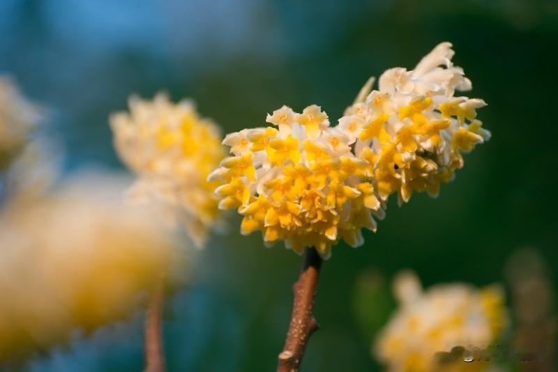 看到上联“冬去山明水秀”，一下子就想到“春归燕舞莺歌”。冬去春来，这是大自然的规