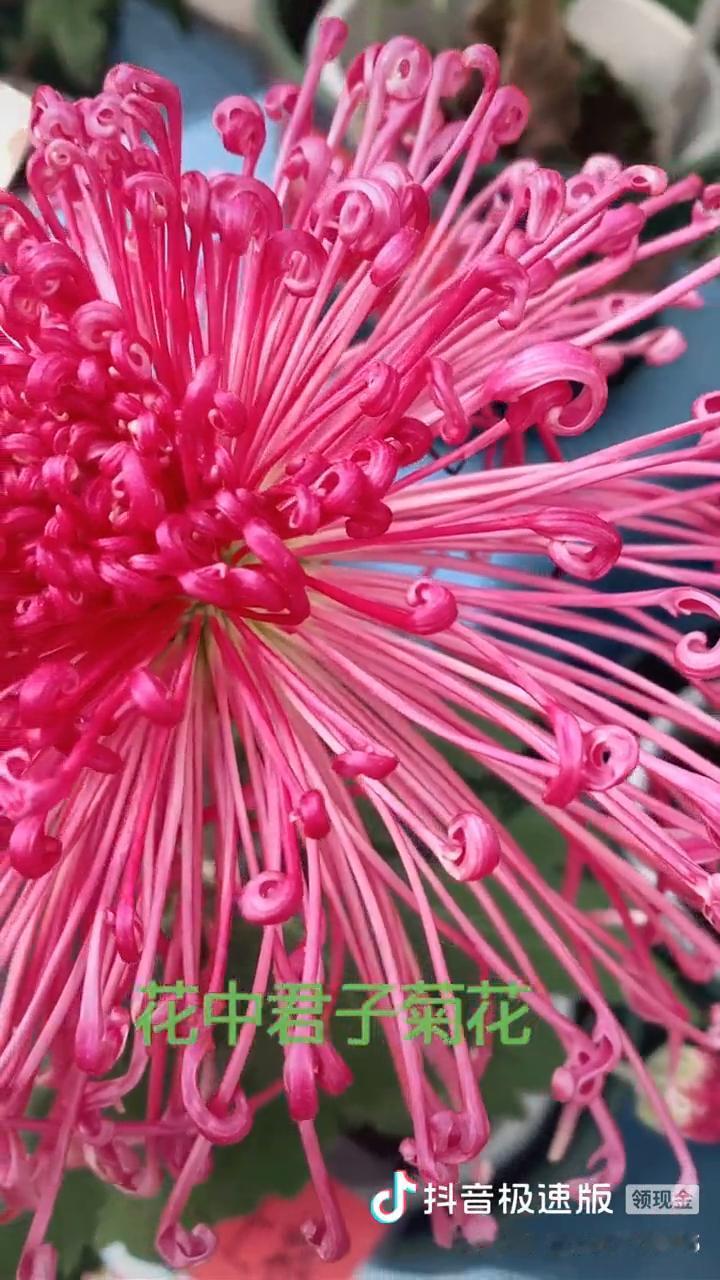 花中之王牡丹，花中之魁梅花，花中仙子荷花，九里飘香桂花，花中皇后月季，花中西施杜