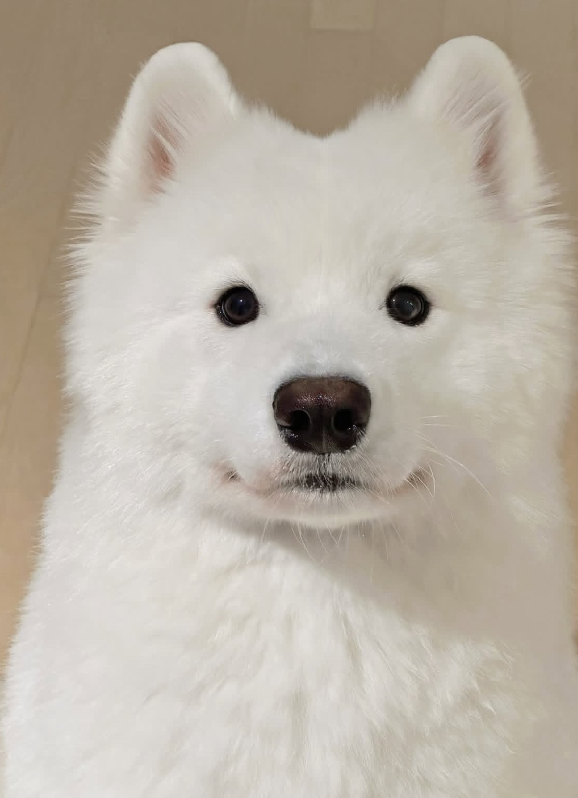 长得好纯良的一只萨摩耶 