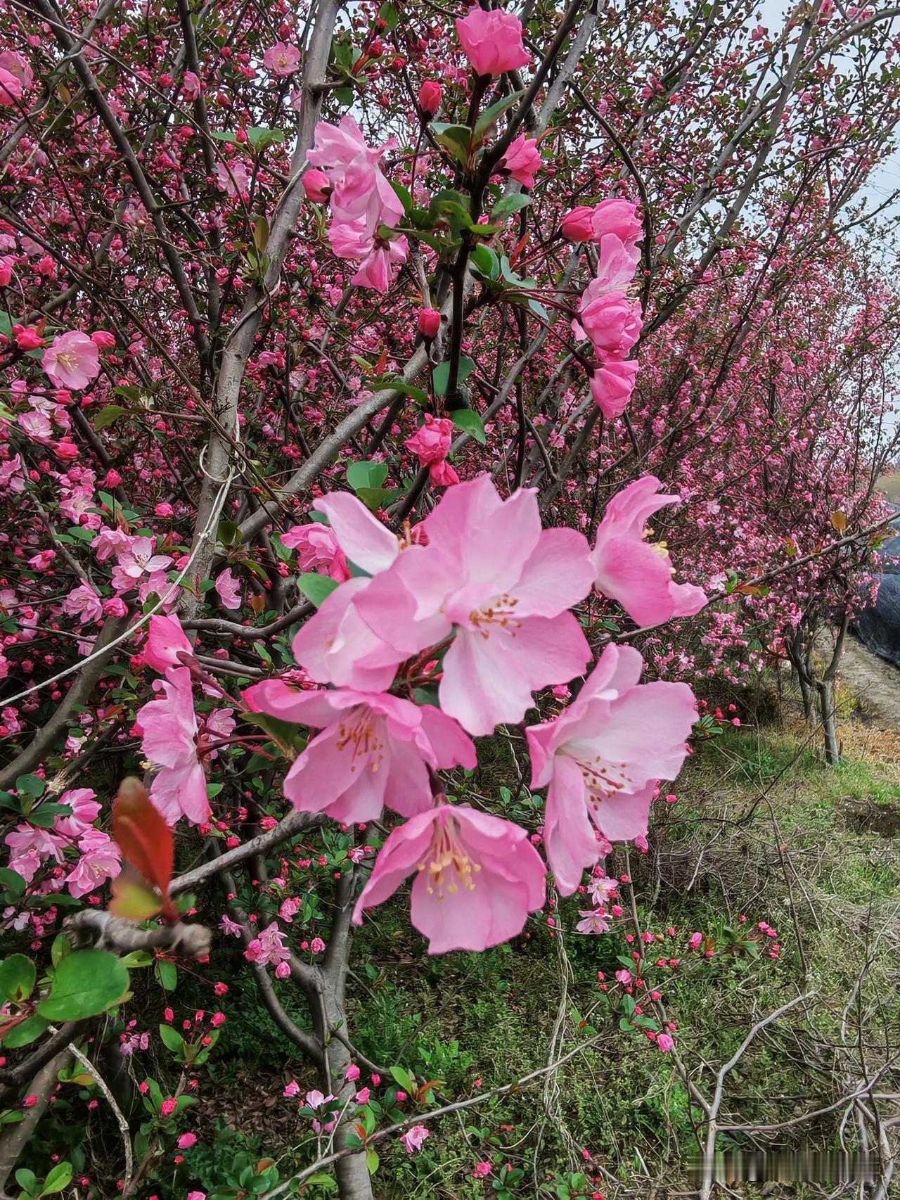 做人太难了！有时侯成全了别人，却苦了自己。

昨夭上午9点，我地里的12个工人正