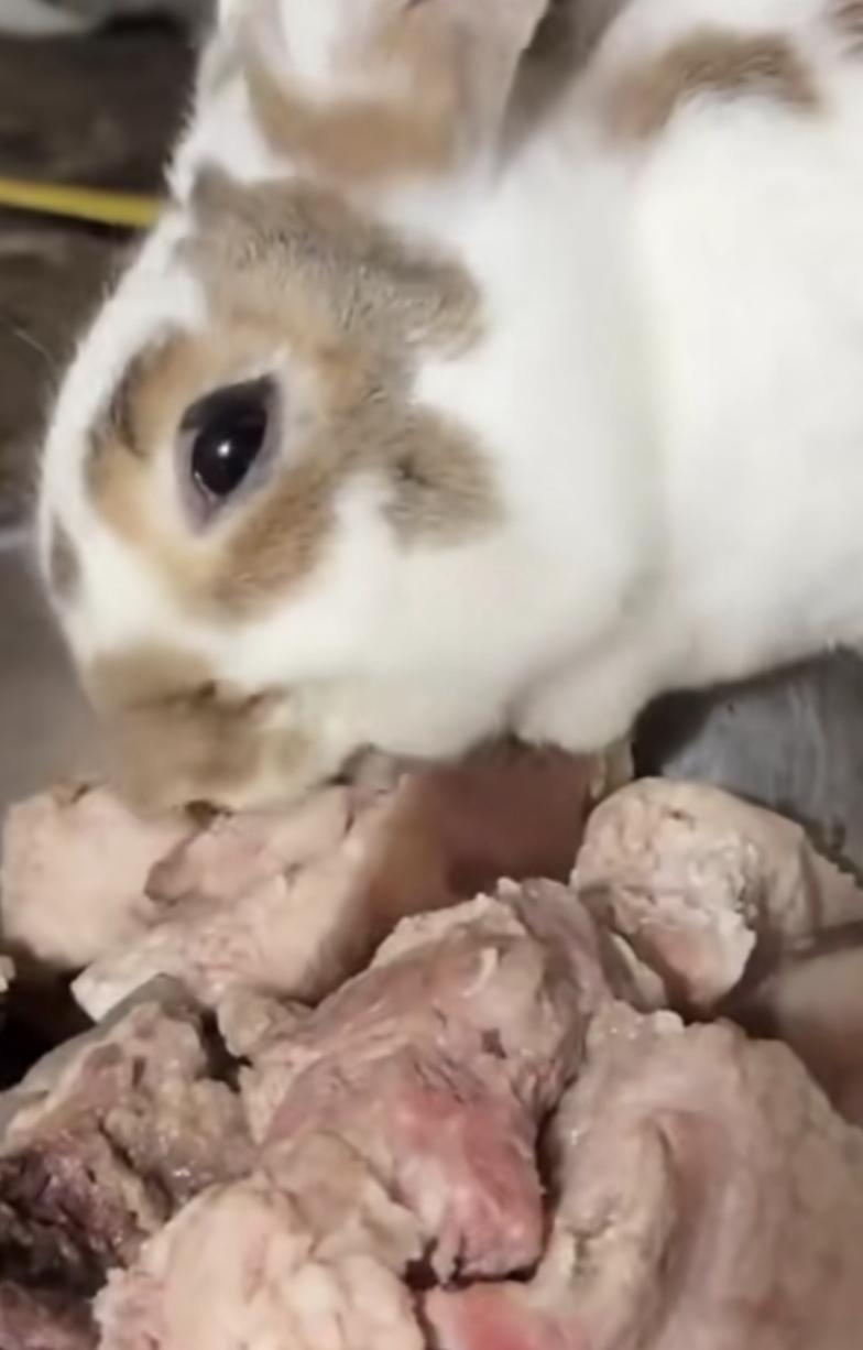 兔子怀孕了喂点肉吃.