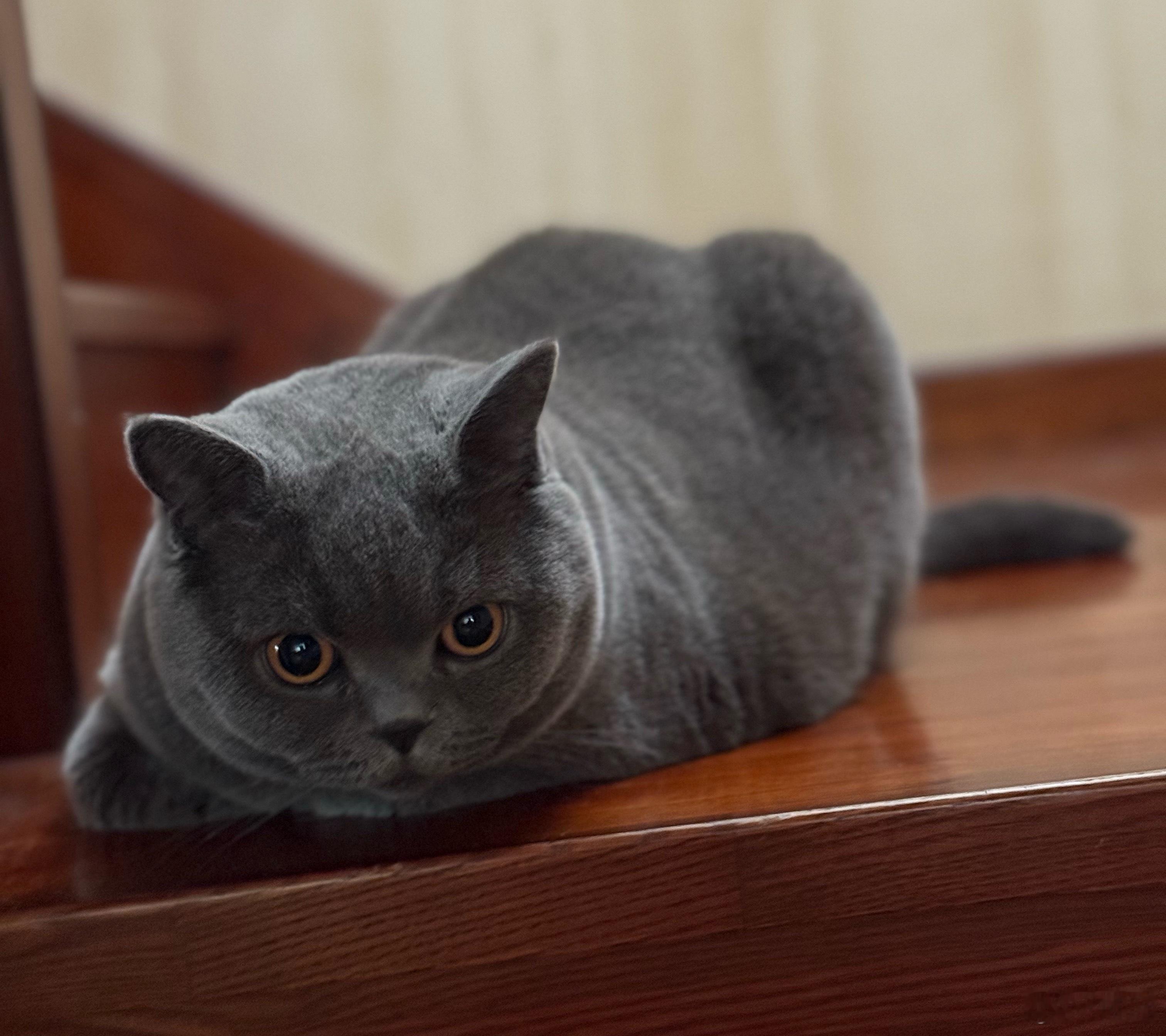 来，需要养铁粉的在评论里发一发猫猫狗狗吧～ ​​​