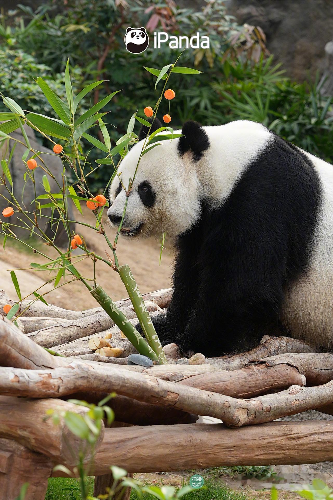 平安喜“乐”，幸福满“盈”，“乐乐”“盈盈”的新春家居氛围感超美哒～熊猫贺岁福马