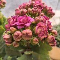 我的今日状态：💰期待暴富
我这里的天气：🌤️多云
我的花开了！