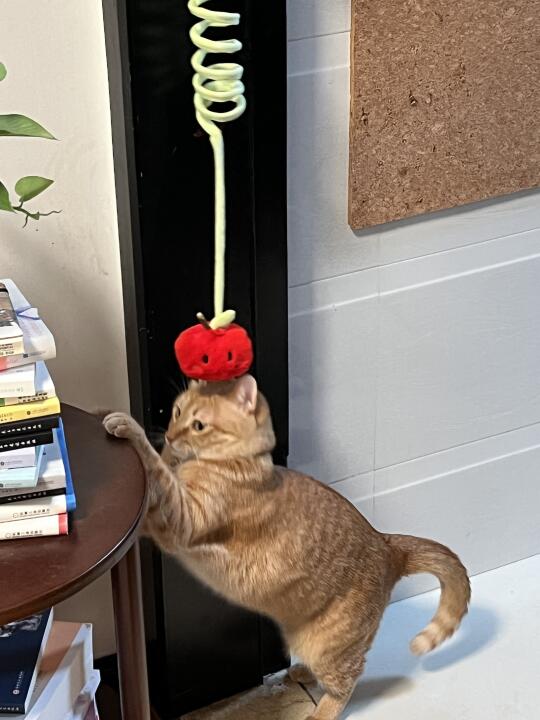 苹果垫脑
