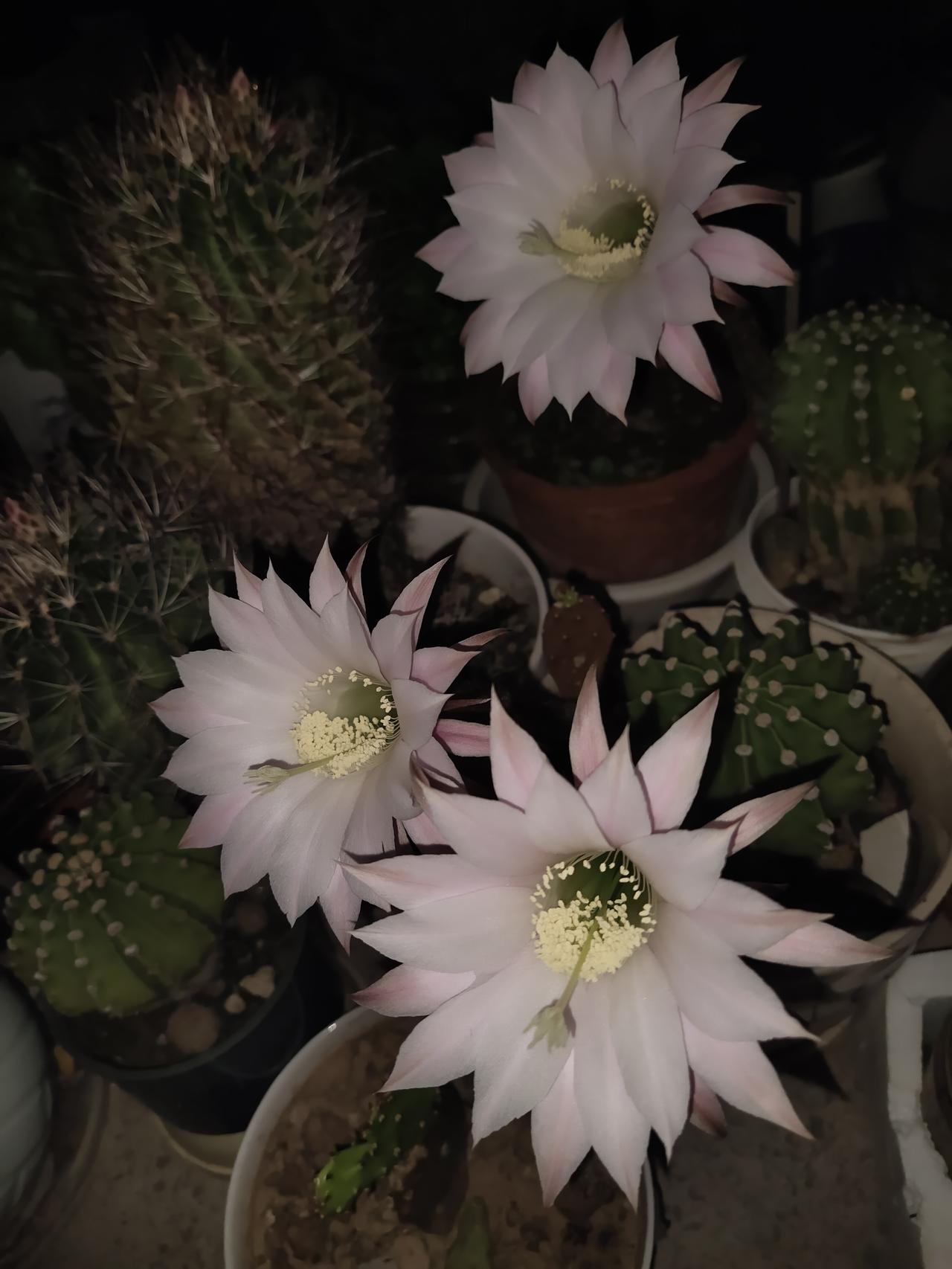 今晚，我家的仙人球花竟悄然绽放了，细数之下，整整有9朵呢。凑近轻嗅，还带着一股清
