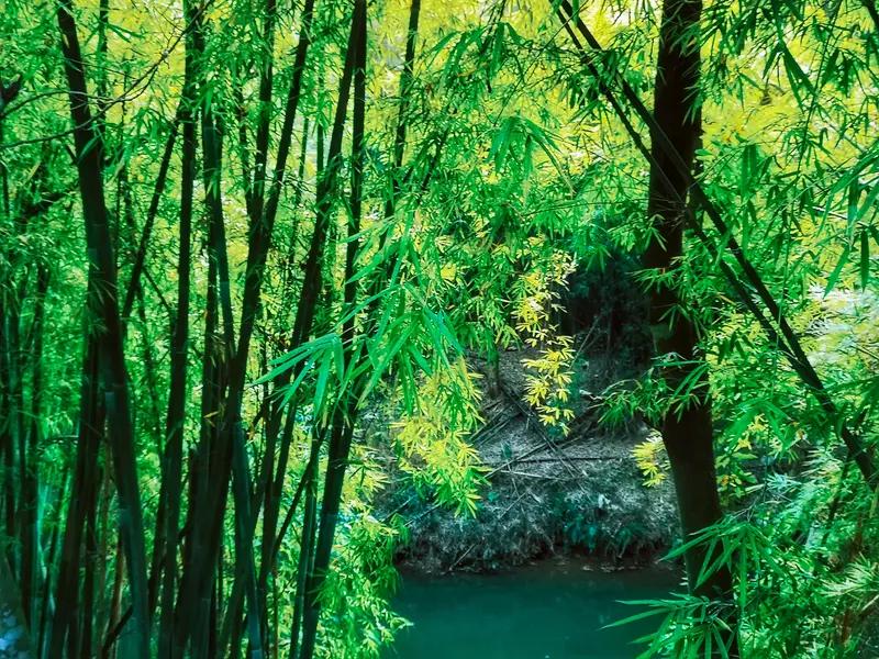 看到“翠竹千竿生画意”这一上联，顿时便觉诗意扑面而来。我认为“清泉一涧淌琴音”颇