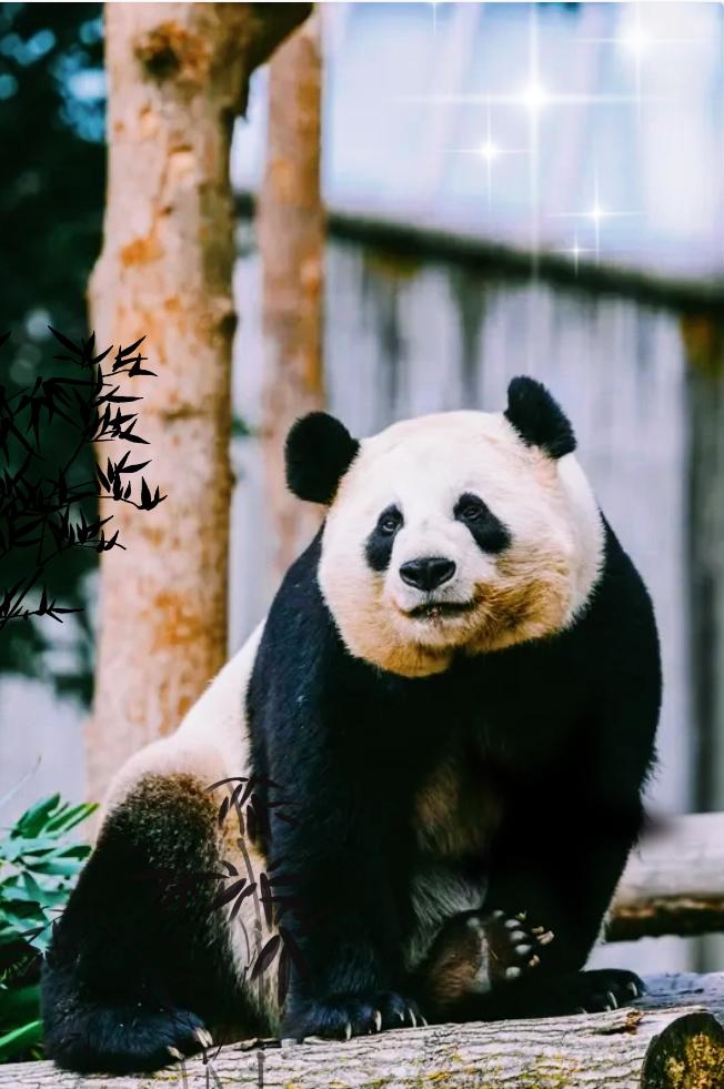 大熊猫在日本接连离世
国家为何仍然坚持赠送？

中国与日本的合作关系始于1972