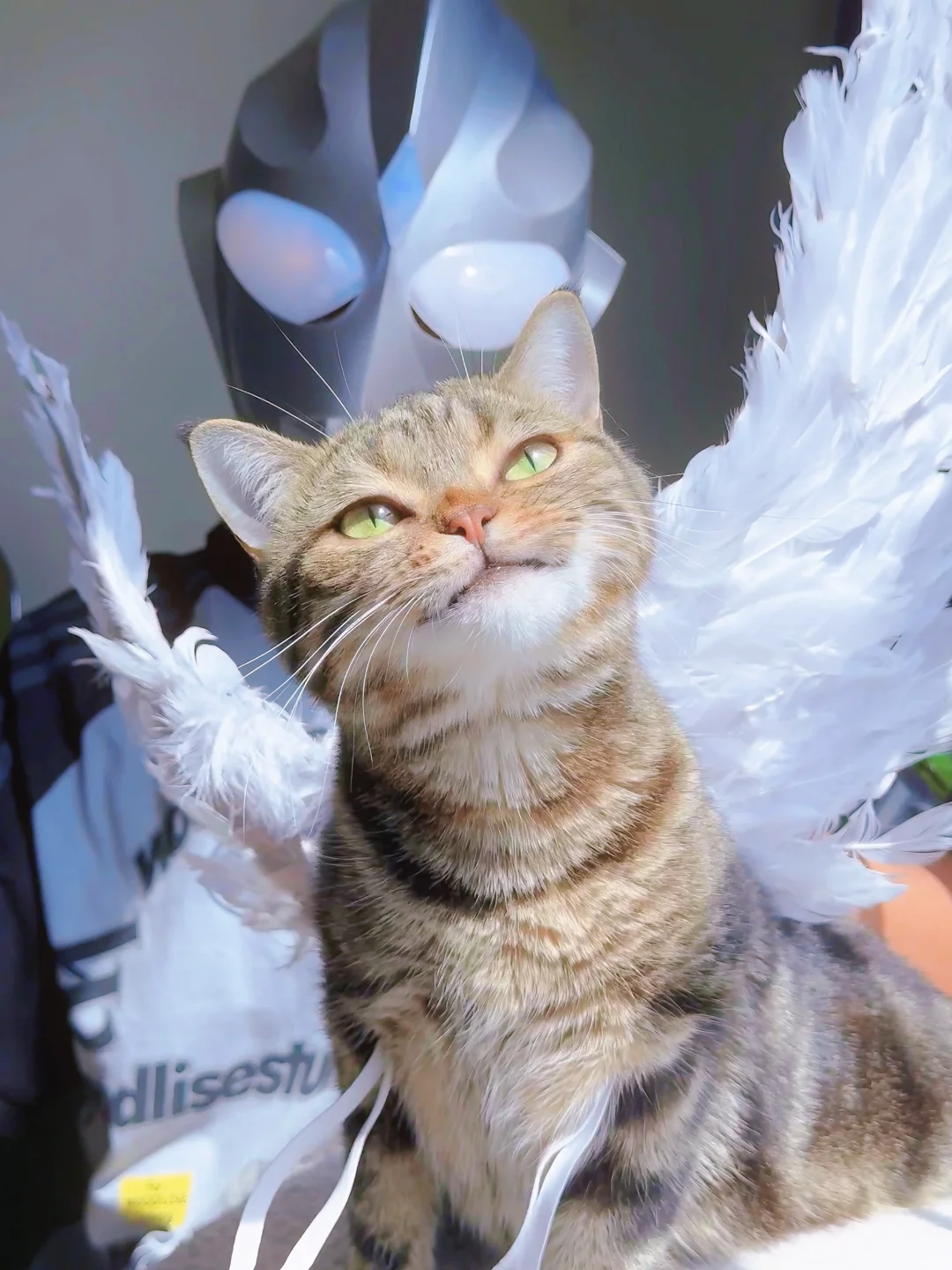 小猫咪真的是个小天使哇！