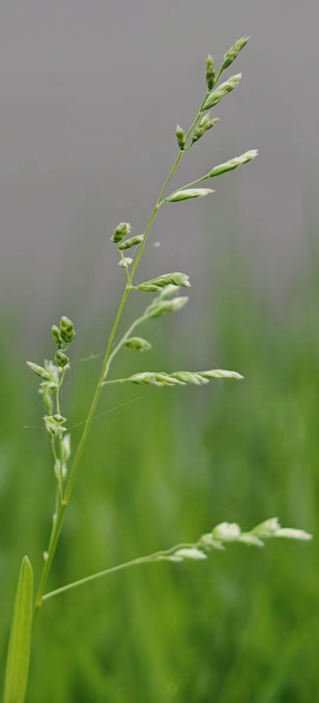 你的镜头里的春天是什么样的？交换你镜头里的春天 手机摄影技巧 春天就要出去野 春