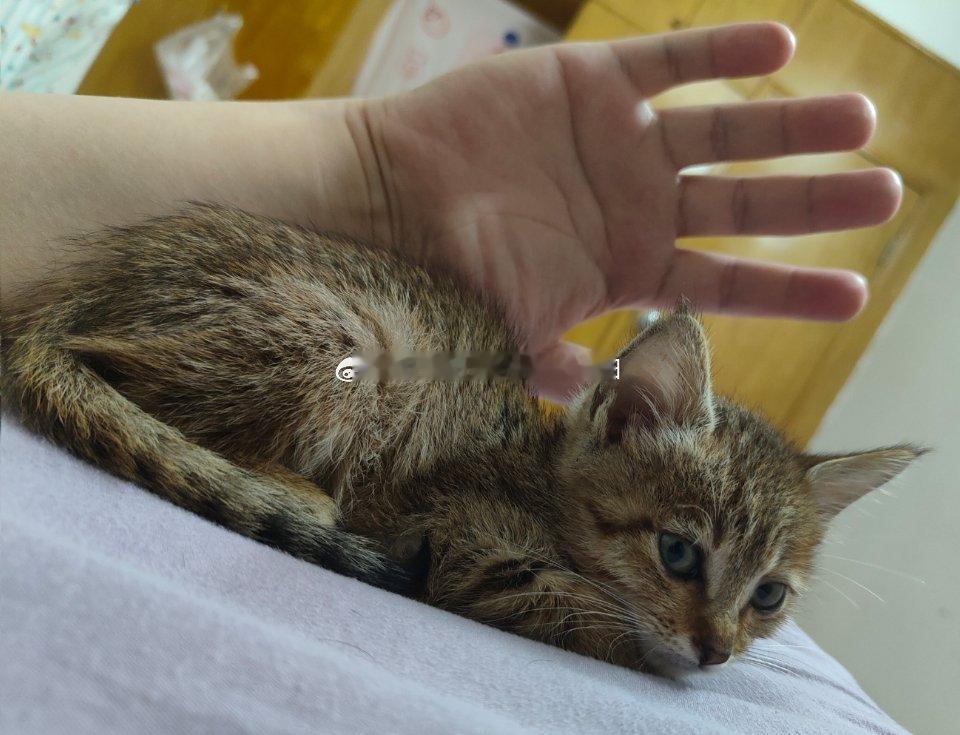 老四（男猫）好瘦小哦[闭嘴][闭嘴][闭嘴]这应该是断奶的啊。为啥感觉食欲不振？