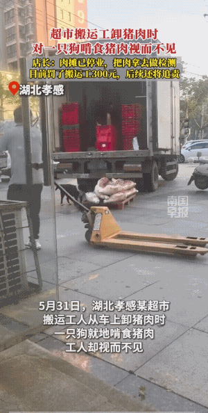 事不关己，干活的他，高高挂起。
它根本没有怕人的意识，在慢慢的享受着美味，他也不