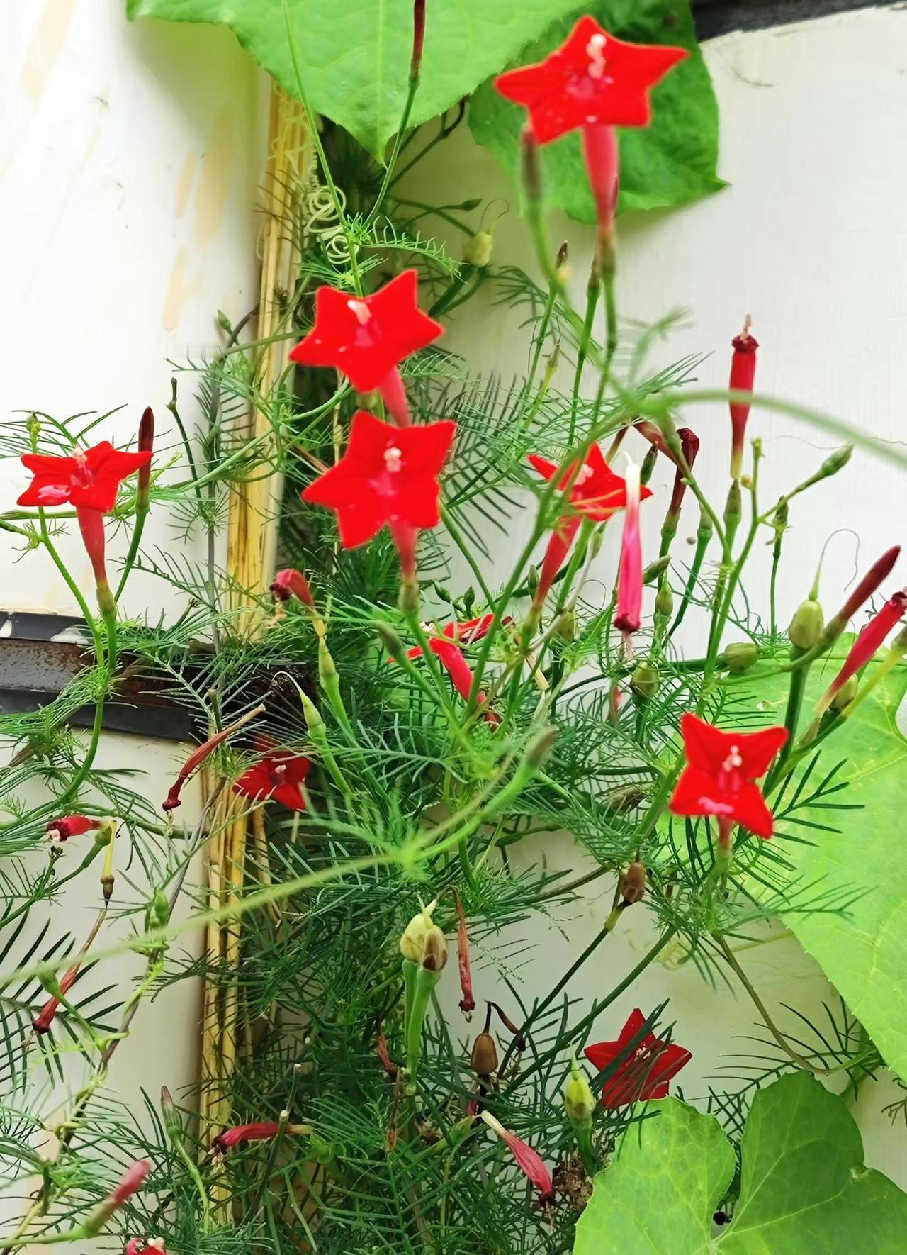 红星照我去战斗