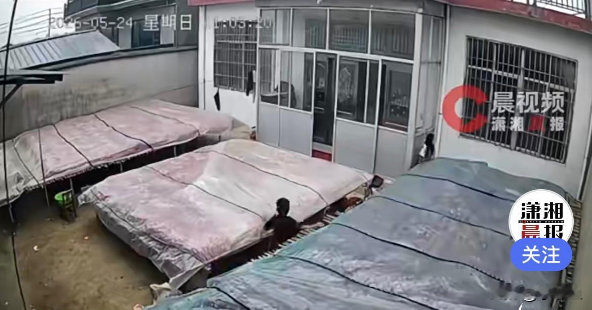 近日，江苏邳州下起瓢泼大雨，一对蒜农夫妇在外劳作，看着天降大雨心急如焚……
  