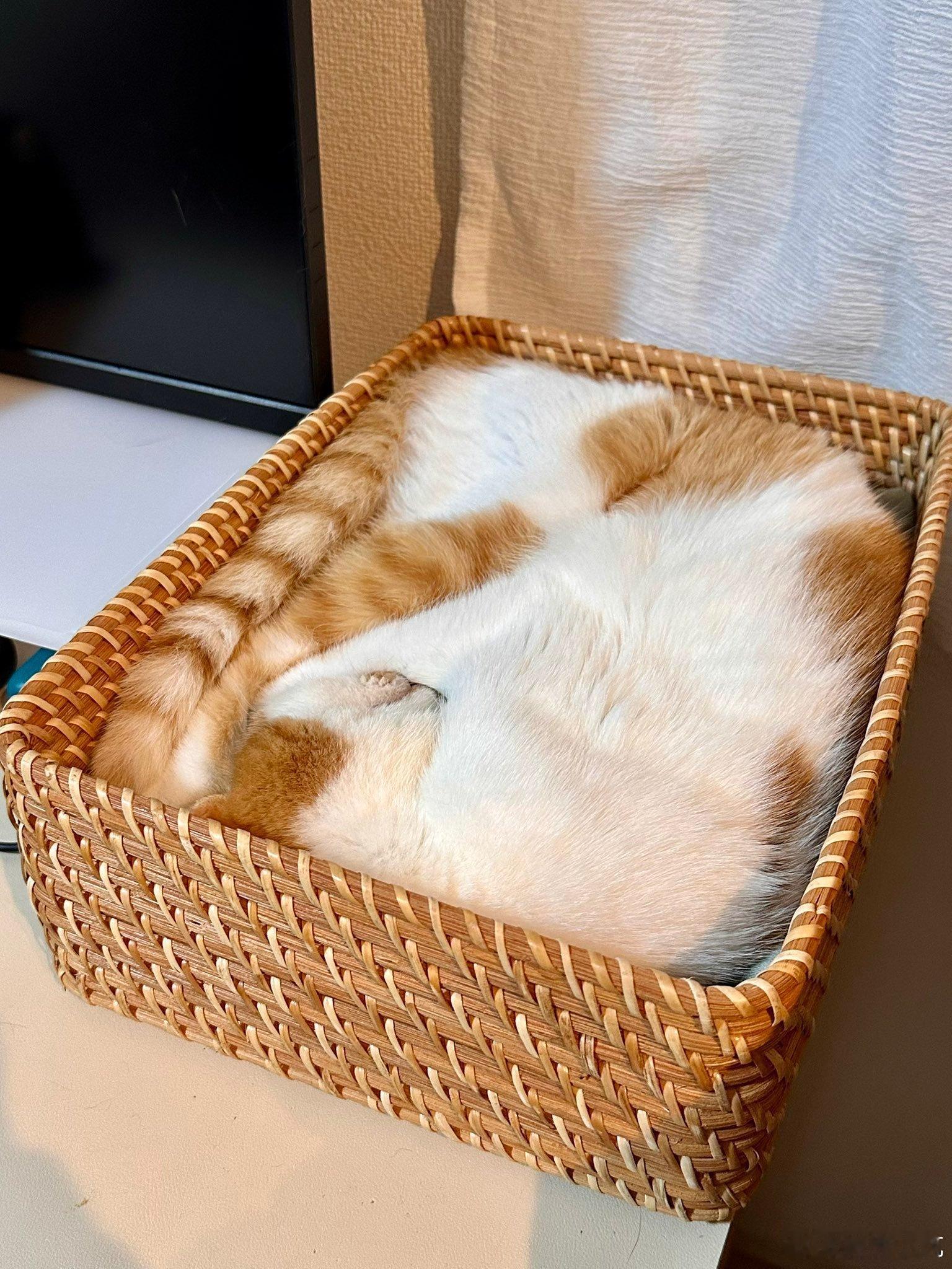 猫：只要筐够方，我就是方形小猫。自动塑形，无缝入住藤编收纳盒✨ 