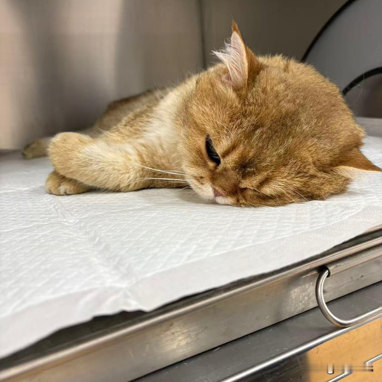 而有主人领养绝育的猫咪，每天可以衣食无忧，温馨陪伴主人，寿命也很长呢。
图1、图