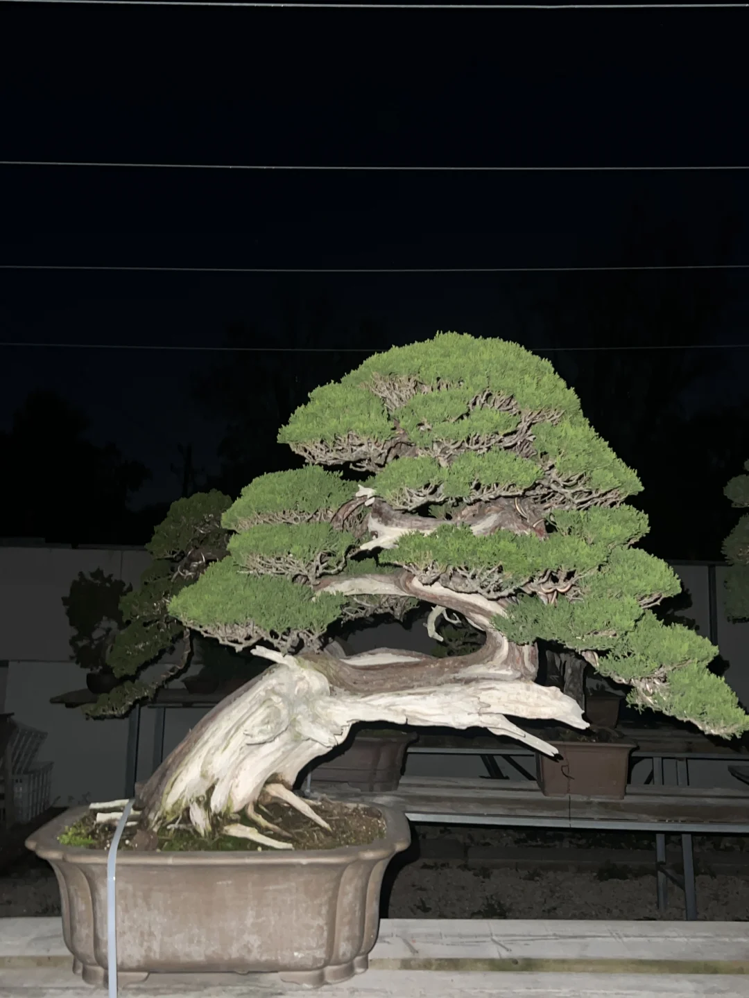 夜赏真柏