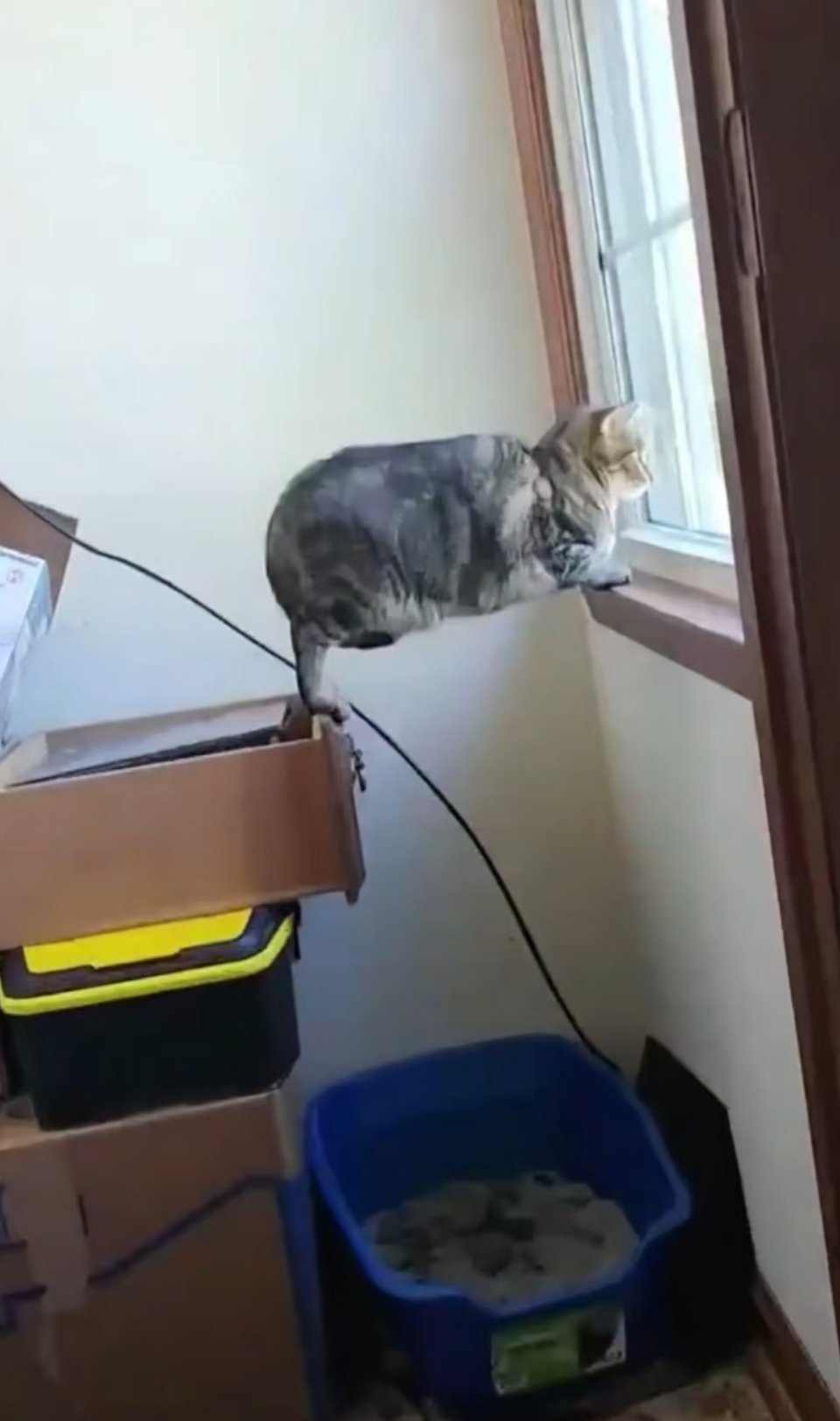 小猫的支撑力 ​​​