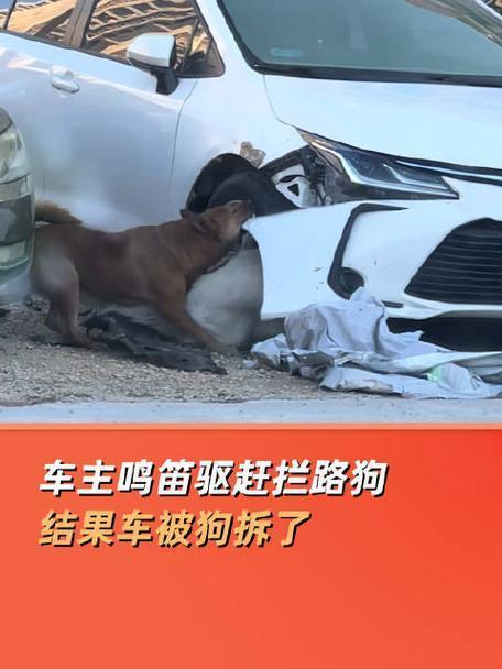1月8日，广东广州一辆轿车被两只狗撕咬受损，引发关注。车主称曾因狗挡路按喇叭驱赶