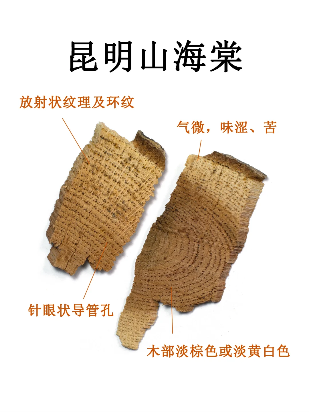 中药图鉴｜昆明山海棠