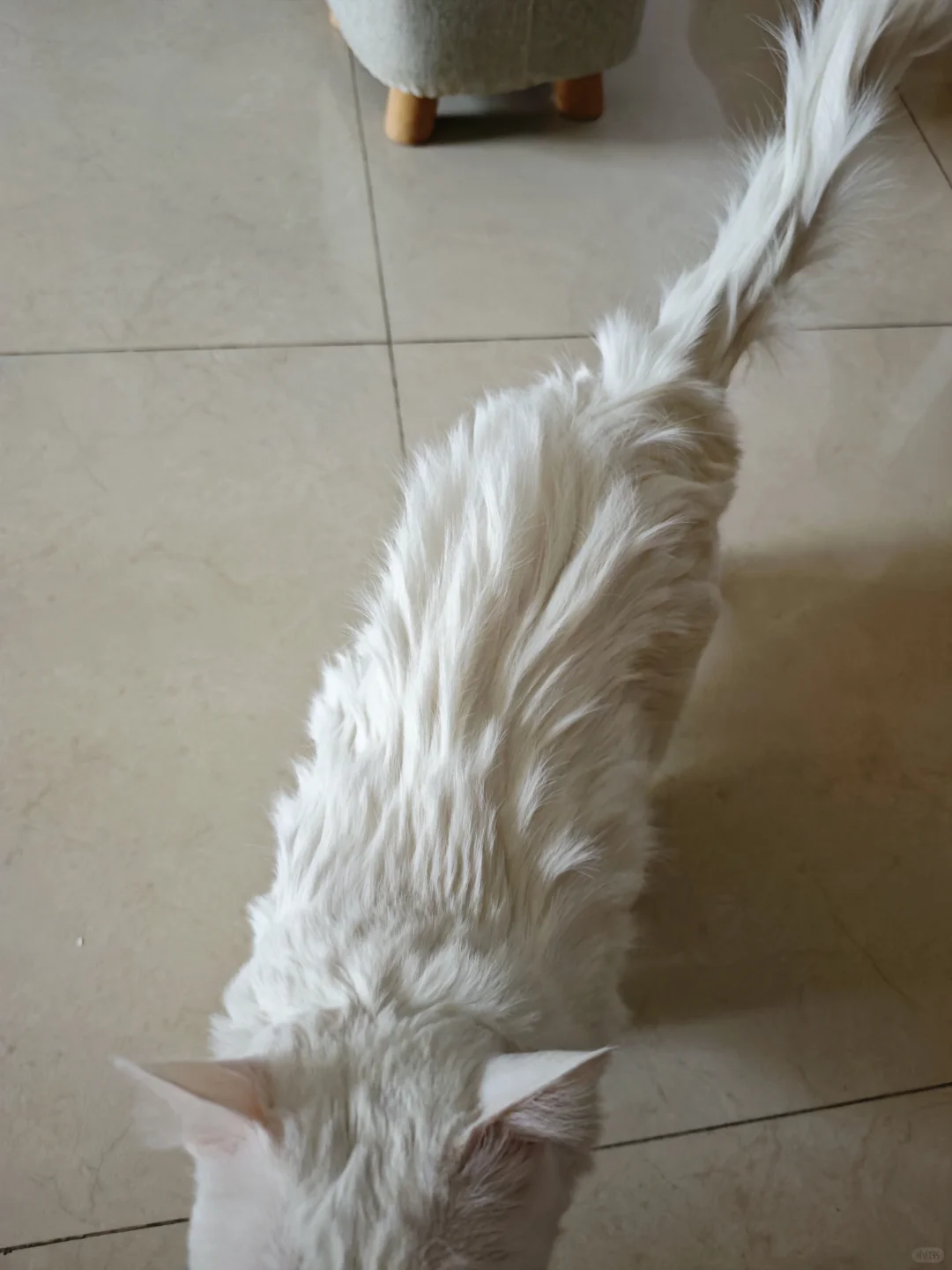 怎么会有小猫这么带电😂
