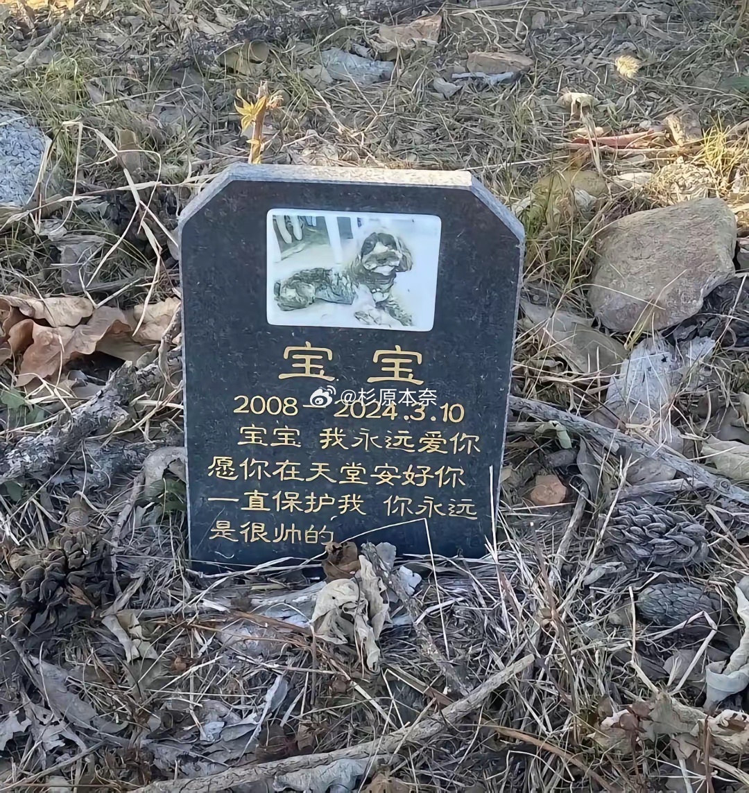 现在对宠物都这样了吗？ 