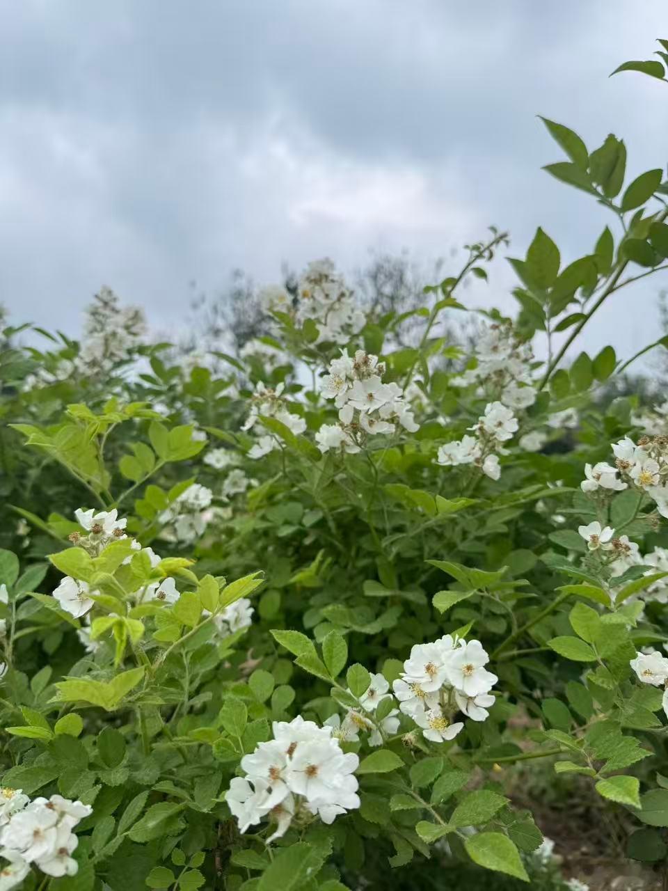 北京这花季啊，家附近现在各种拆栏杆，大片街边绿地绿化搞起来。街道和各种公园的花开