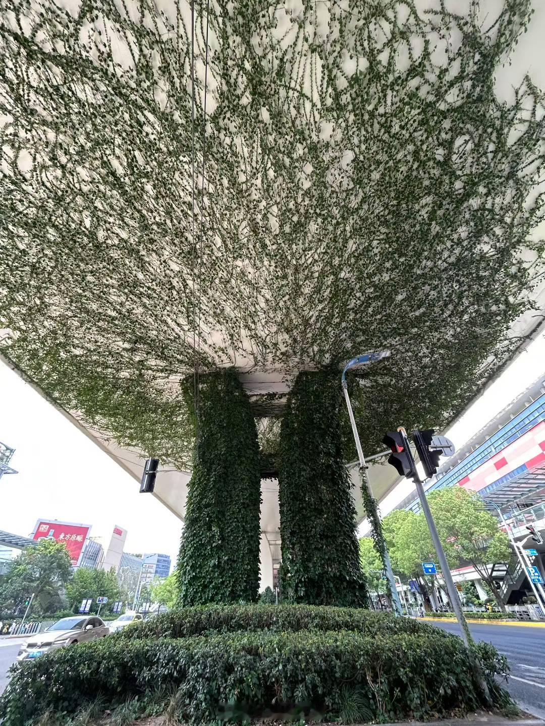 还从来没有从这个视角好好看过高架桥下的这一片勃勃生机~PS:配图来自朋友圈 ​​