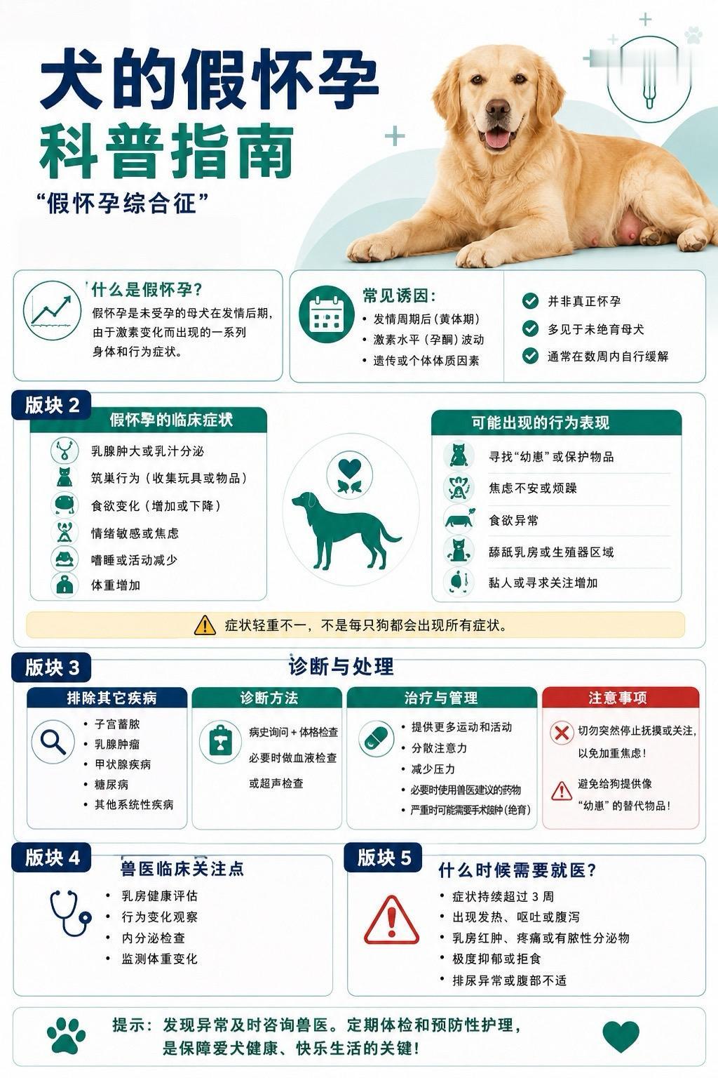 母犬假孕综合征（“假怀孕综合征”）🐾这是未交配母犬在发情周期后常见的...