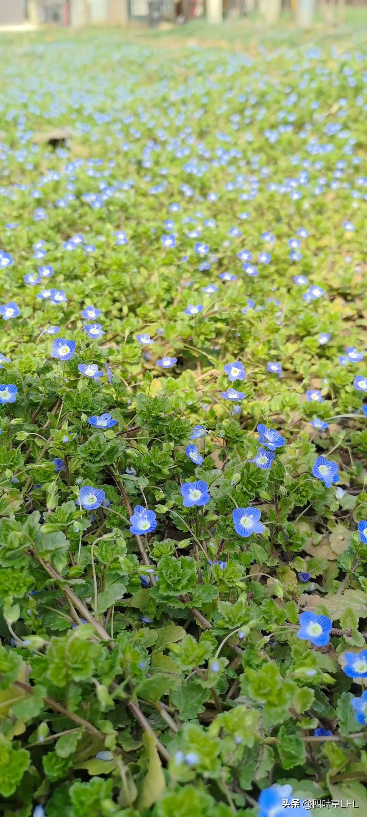 春日蓝色的花海，像蓝色的小星星，蓝花映绿草，春意满人间。