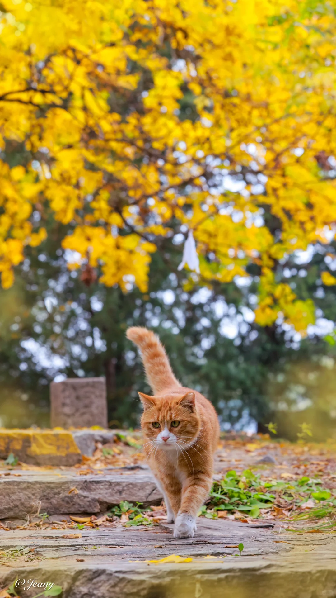 秋冬日里偶遇😍探寻秋色的猫咪🐈