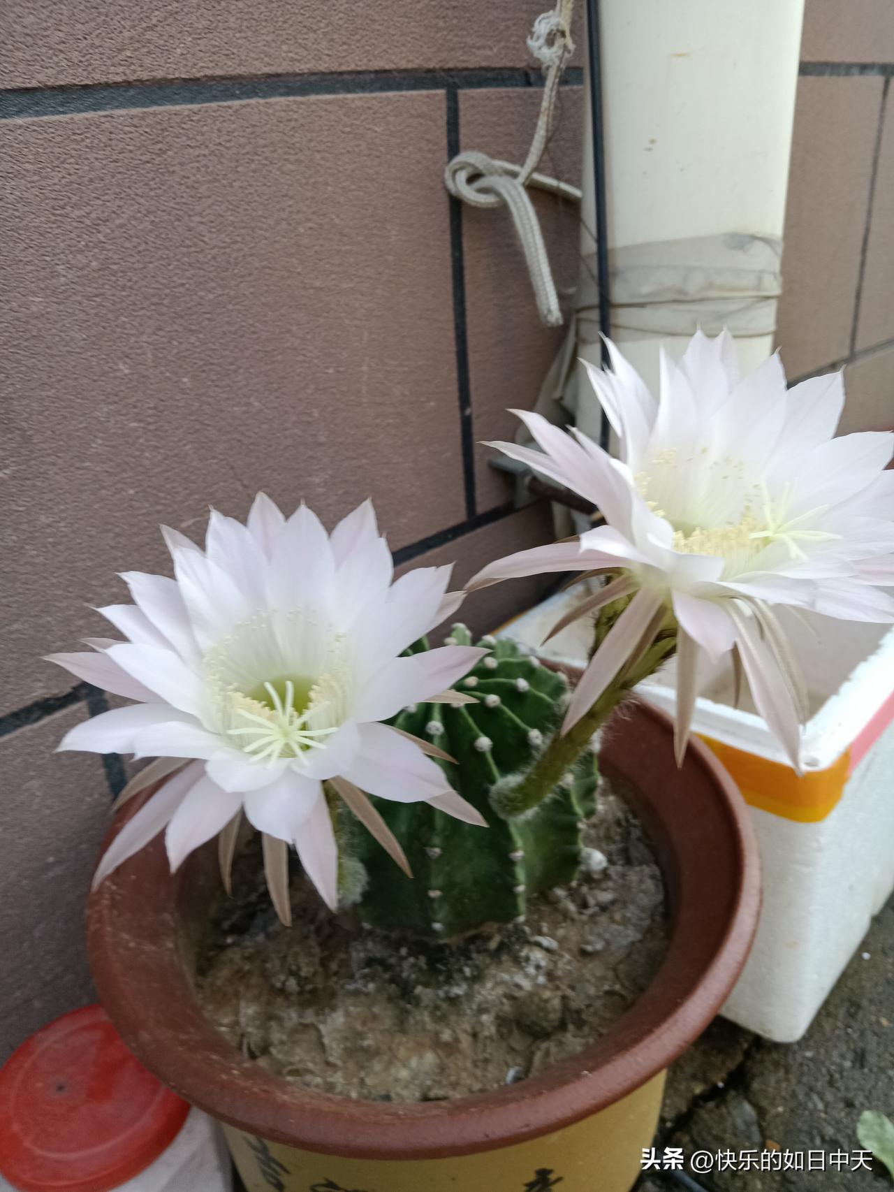 全域焕新10条厨师不外传秘诀，我偷偷学的

1. 盐，是最难的一步
   咸淡定