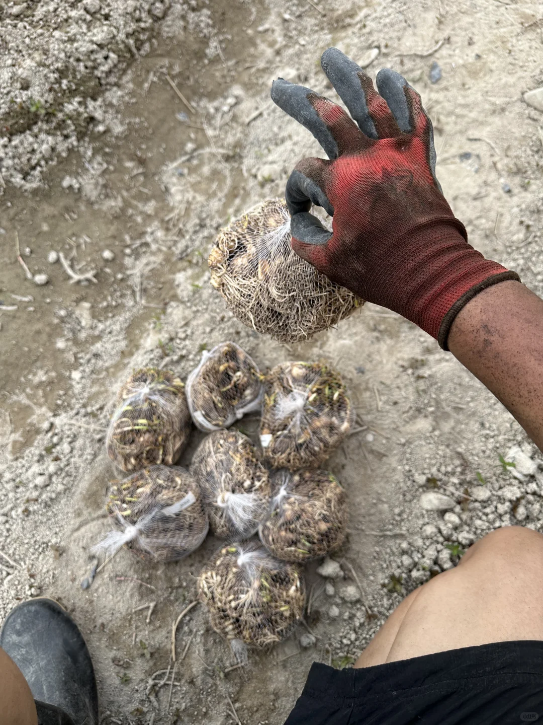 地主番茄送我的各色风雨兰，打算点在篱笆下